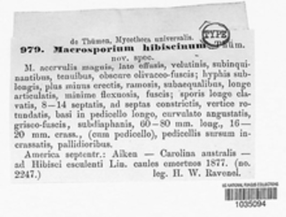 Alternaria hibiscina image